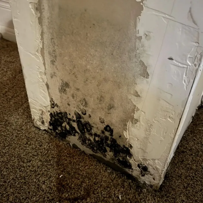 Professional Mold Removal in Brookwood, AL